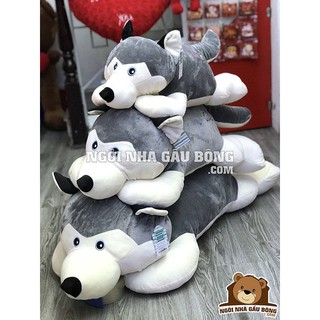Chó bông Husky