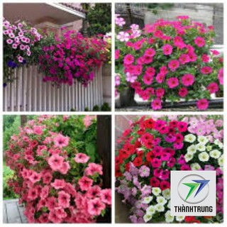 gói 100 hạt giống dạ yến thảo đơn mix màu THANH TRUNG