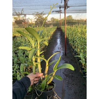 Hoa Lan Denro Lavender cây đang nụ