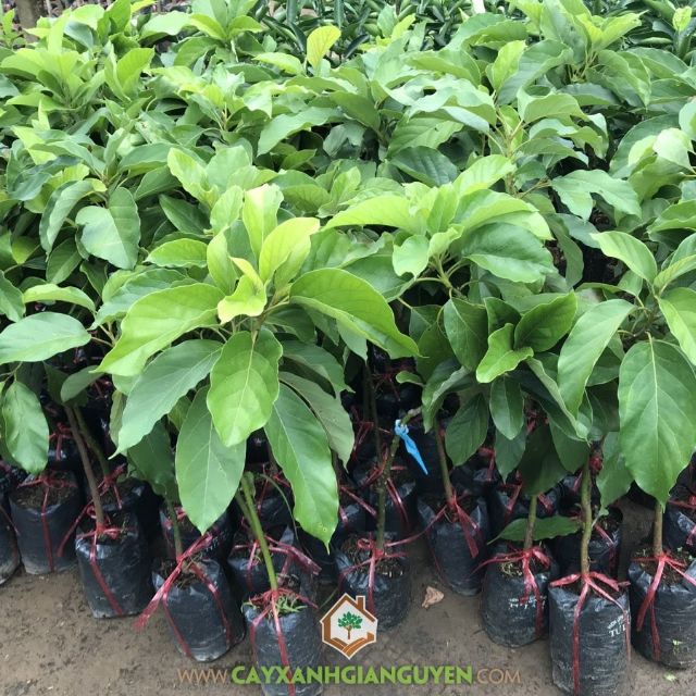 Giống bơ 034