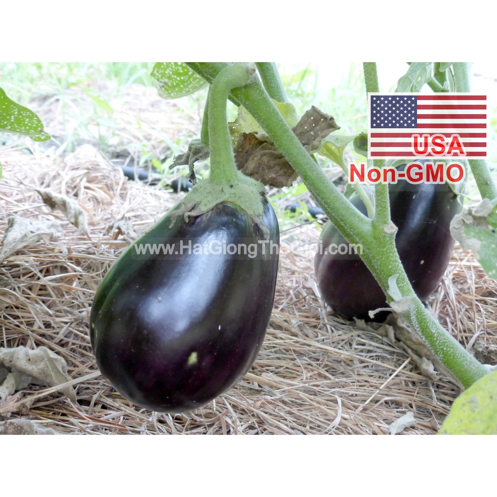 0.1 G Hạt Giống Cà Tím Trứng USA