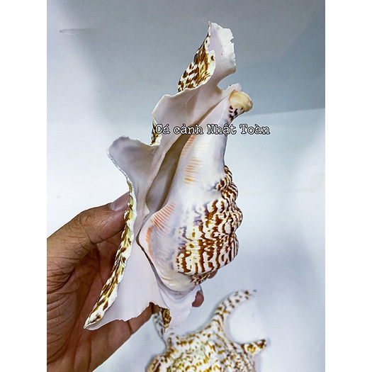 VỎ ÓC, SÒ TRANG TRÍ BỂ CÁ CẢNH SIZE TO HƠN BÀN TAY