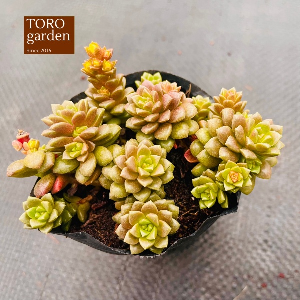 Sen đá little gem Đà Lạt size bé cây cảnh trang trí nhà cửa Toro garden