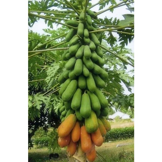 Hạt giống đu đủ lùn siêu trái Hà Lan gói 15 hạt