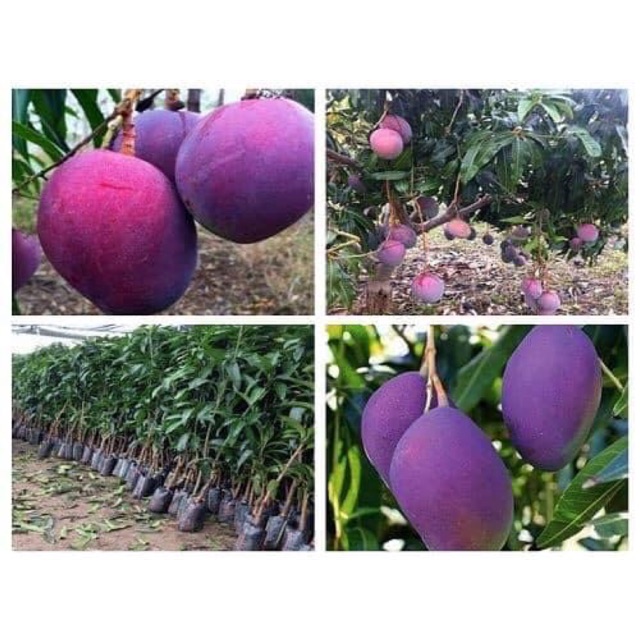 Cây giống xoài tím úc
