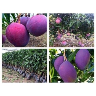 Cây giống xoài tím úc