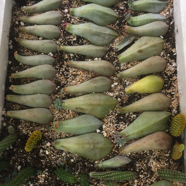 Giống sen đá, 20 lá ươm sen đá ( 10 loại), 10 lá (5loại), 50 lá( 20 loại)