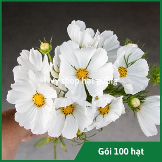 Hạt giống hoa sao nhái trắng Sonata nguyên gói 300 hạt