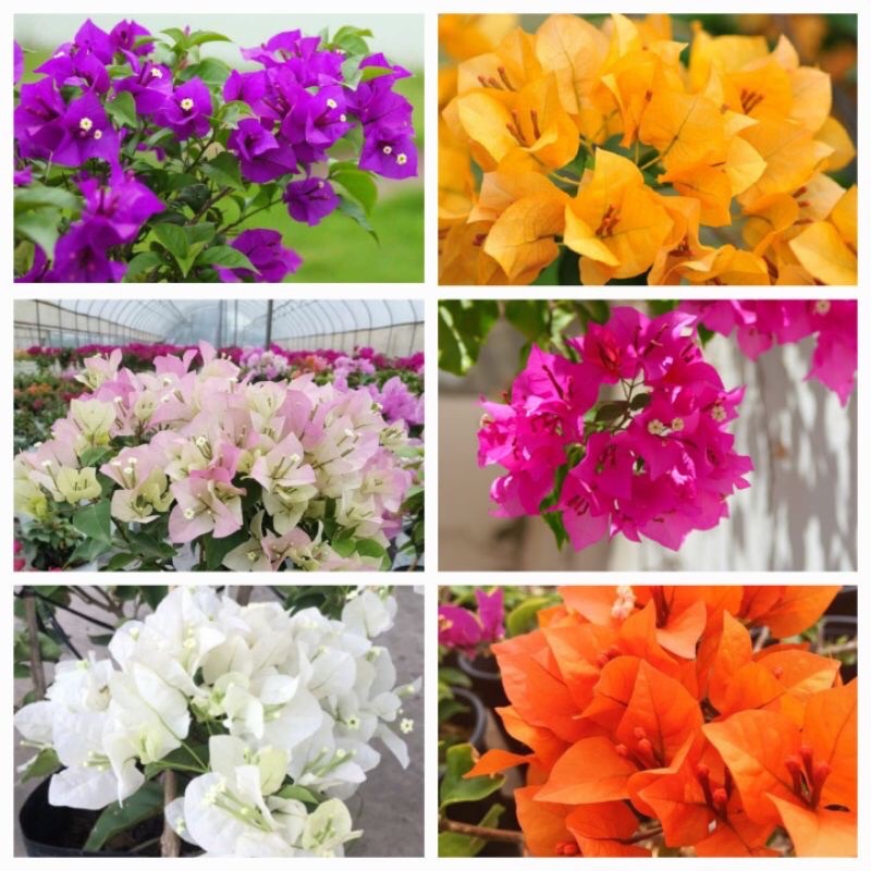 CÂY GIỐNG HOA GIẤY ĐƠN ĐỦ 7 MÀU