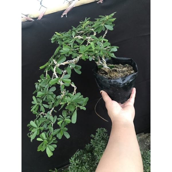 Linh sam siêu bông