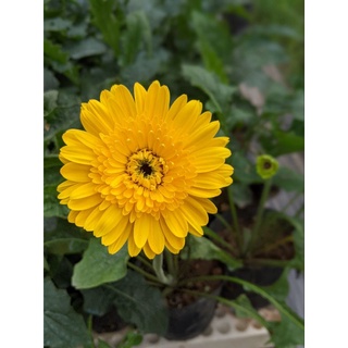 Đồng tiền CAO kép siêu nụ (HÀNG SẴN NỤ HOA)