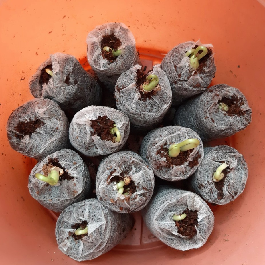 Viên nén xơ dừa chất lượng cao - dùng để ươm hạt thay cho bầu ươm