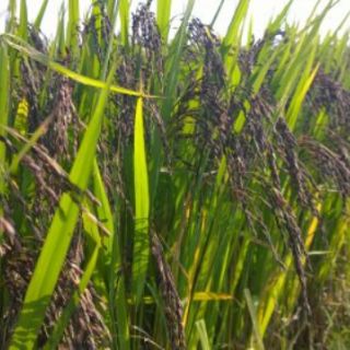 Gạo lứt tím than 1kg