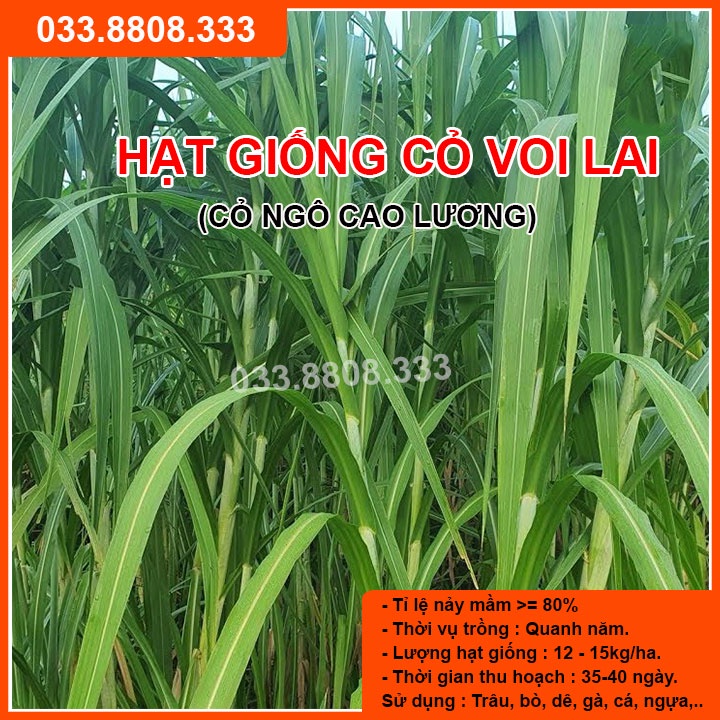Hạt Giống Cỏ Voi Lai 1kg  - Cỏ Chăn Nuôi Năng Suất Cao Không Lông