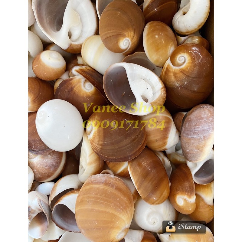 Vỏ ốc mỡ nâu 100gr