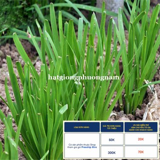 1GR - HẠT GIỐNG CÂY HẸ