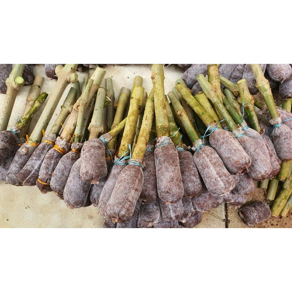 10 Hom Cây Chè Khổng Lồ - Cây chè Đại