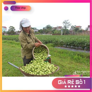Hạt giống cà pháo xanh cao sản -2gr LUCKY.VN