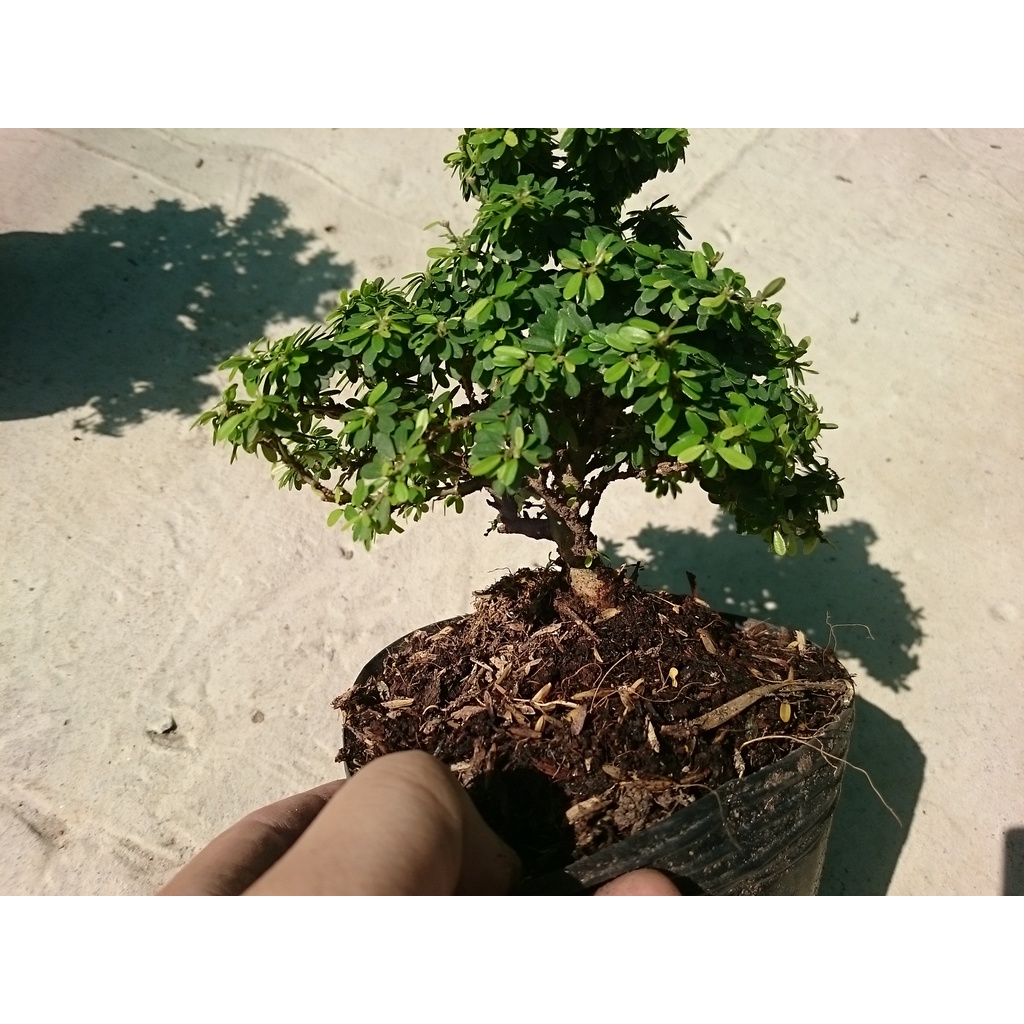 Cây Linh Sam Bonsai - cây cảnh bonsai