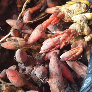 Nấm ngọc cẩu