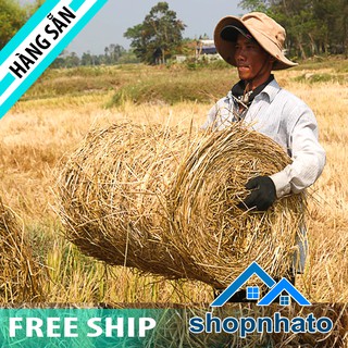 Cuộn rơm rạ khô dành cho nuôi trâu bò trồng nấm đa dạng kích thước số lượng lớn giá rẻ tại xưởng