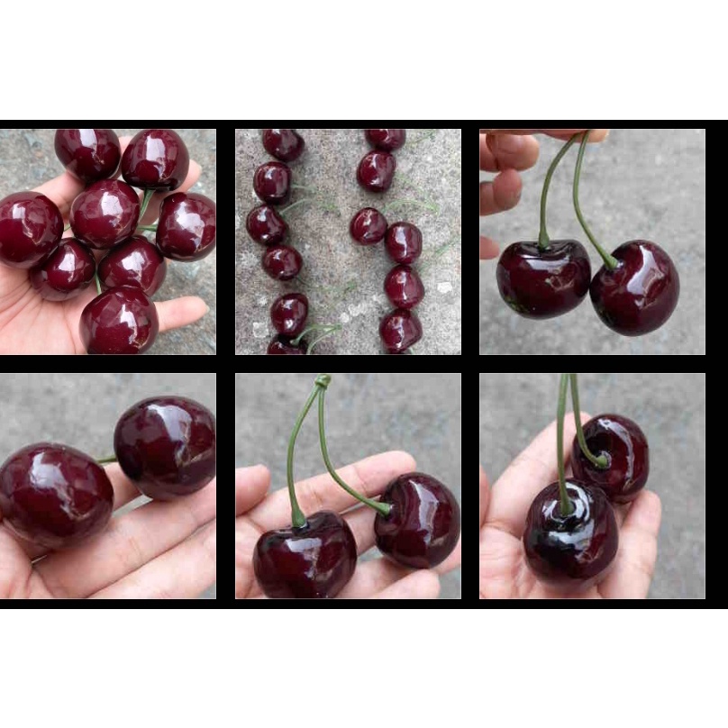 6 Trái Cherry giả - Trái cây giả - Hương Flower