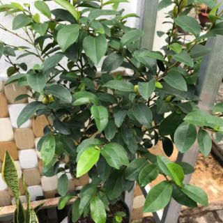 Cây 🌲 Hoa Hàm Tiếu hoa thơm cây đang hoa