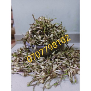 Củ kiệu Huế 1kg