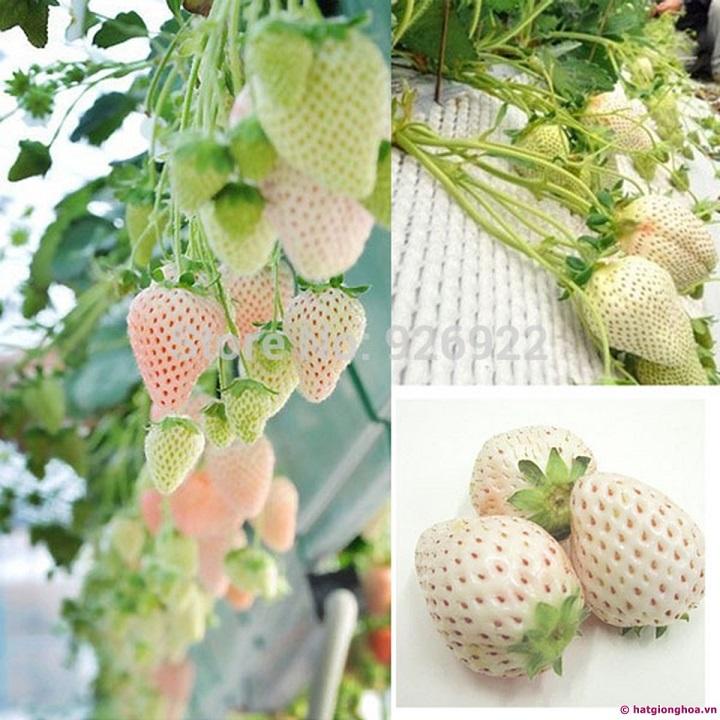 ( SIÊU HOT ) Hạt giống Dâu Tây Trắng 100 hạt