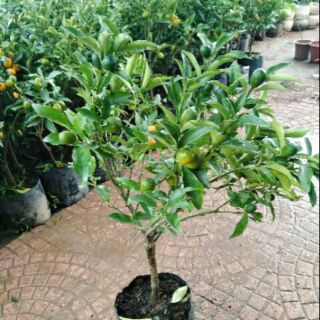 CÂY GIỐNG QUẤT NGỌT SẮP CHO QUẢ(tặng kèm túi phân bón)