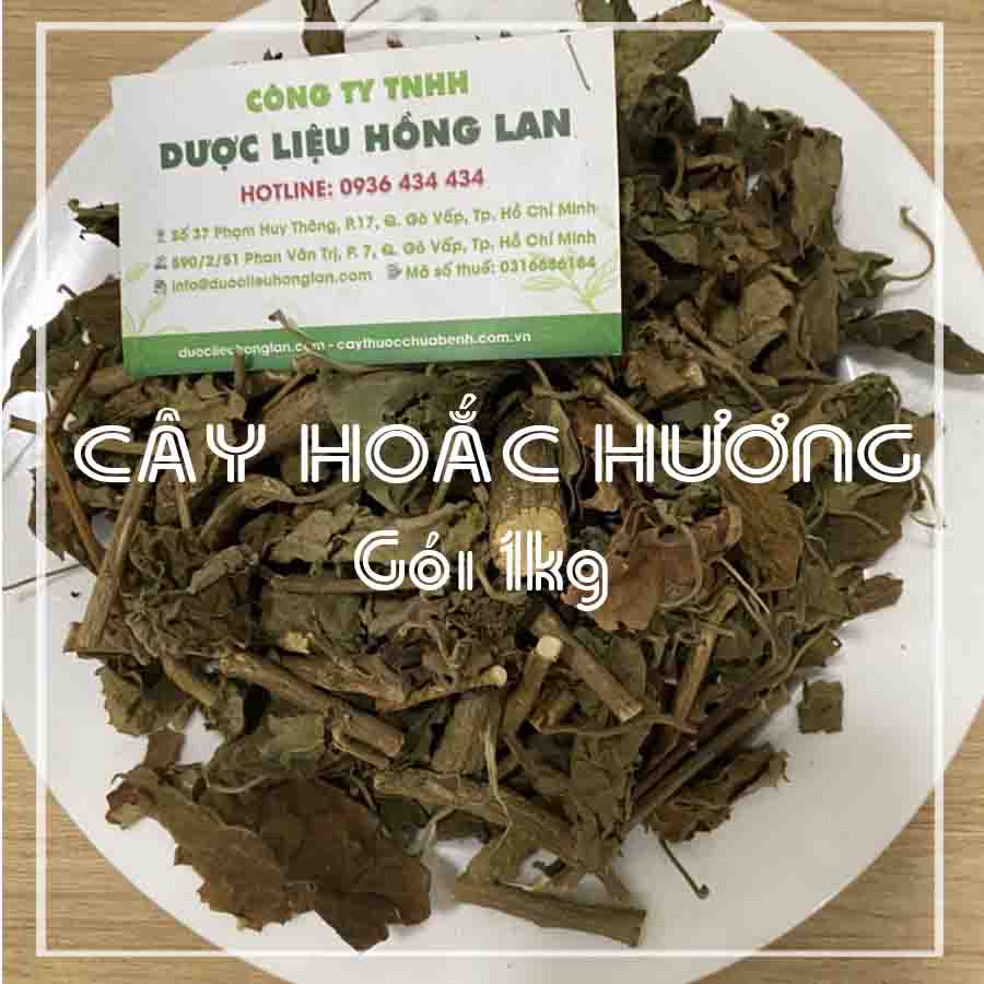 Cây Hoắc Hương khô - Hàng Công Ty loại 1 - E3 Audio Miền Nam