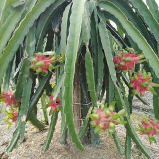 Cây Thanh Long Đỏ