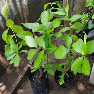 CÂY SƠ RI NGỌT