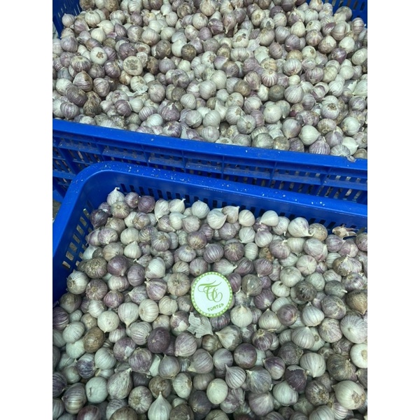 Tỏi cô đơn Phan Rang size to thơm ngon shop có bỏ sỉ (làm tỏi đen)