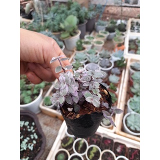 Sen đá Pink lady bầu nhỏ