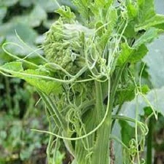 Hạt giống bí siêu ngọn mập (20G)