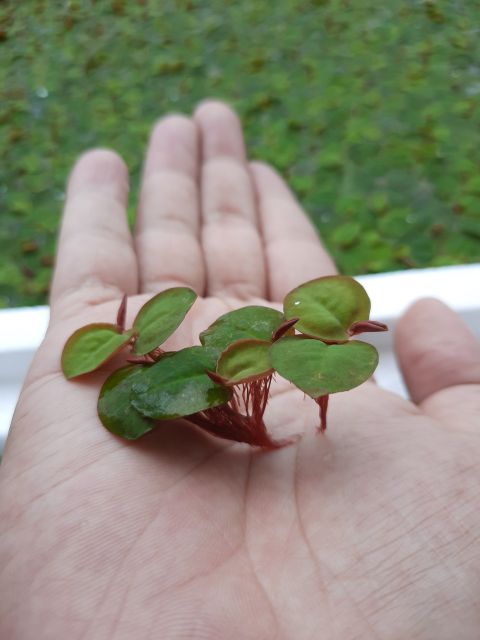 Bèo Rễ Đỏ...