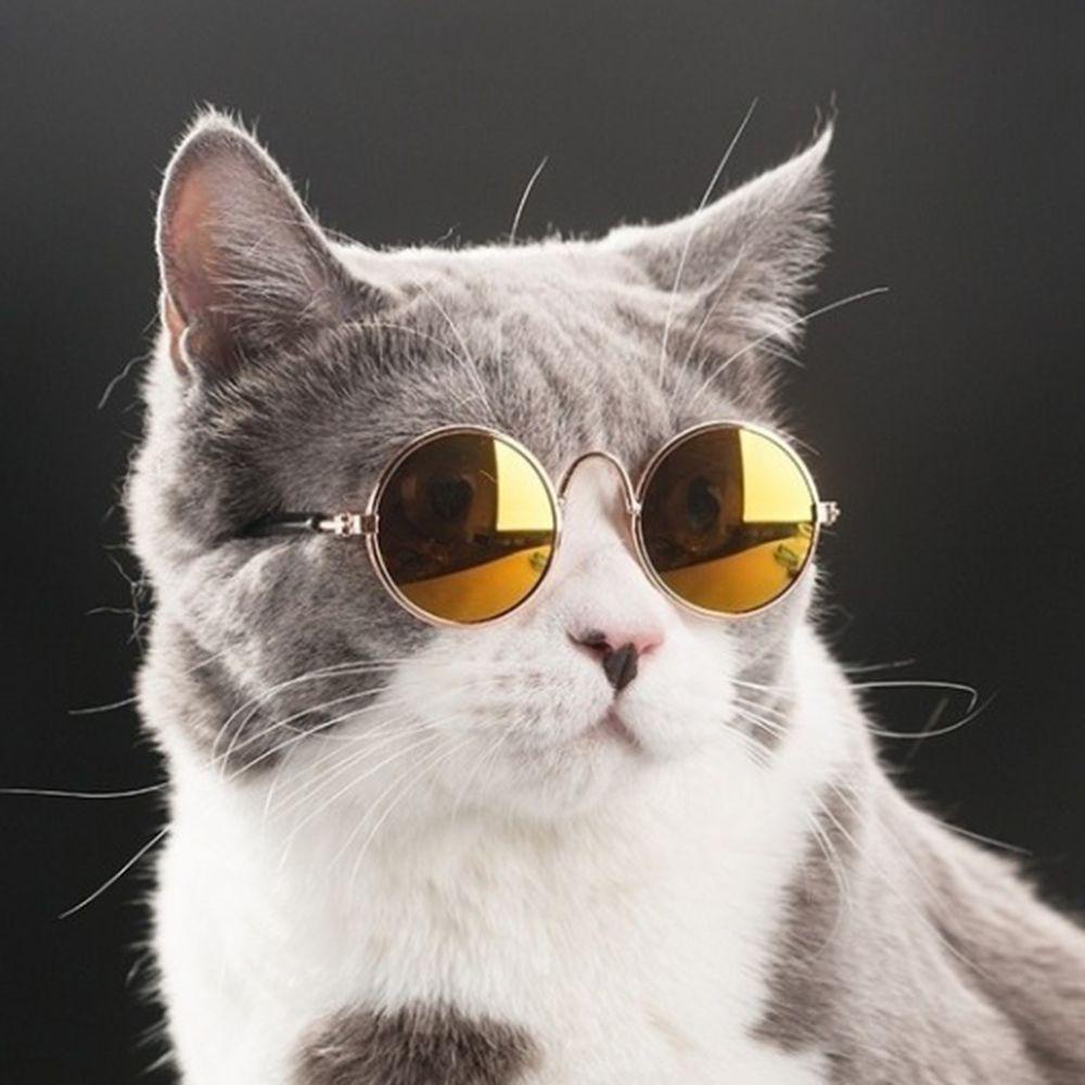 Mắt Kính Chụp Ảnh AUGUSTINA Nhiều Màu Dành Cho Thú Cưng