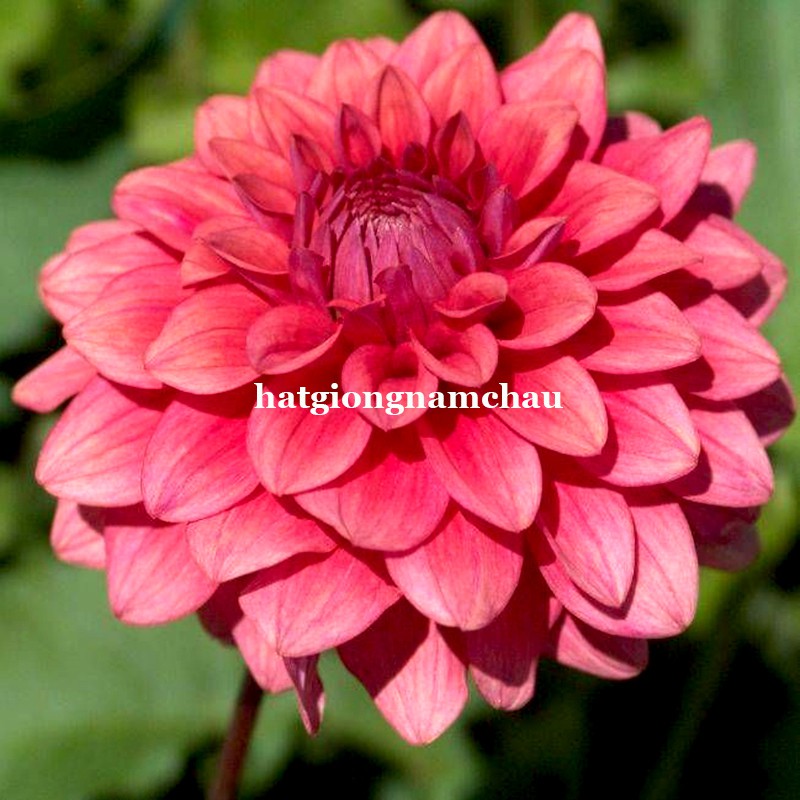 50H - HẠT GIỐNG HOA THƯỢC DƯỢC