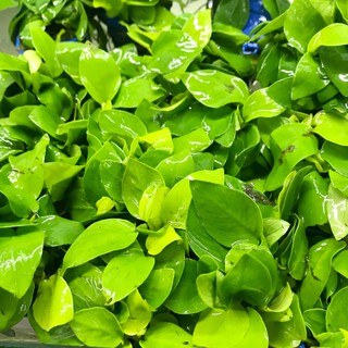 Cây Ráy Lá Vàng (CÂY THỦY SINH)