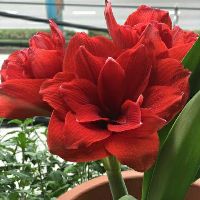 củ lan huệ đỏ kép siêu khỏe đẻ nhiều