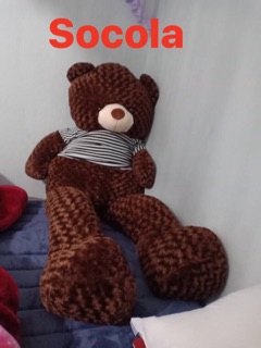 Gấu bông teddy áo khổ vải 2m