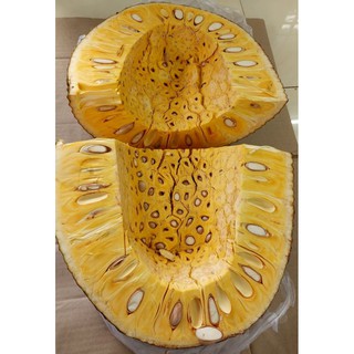 Sỉ 5 Me hạt dẻo rim mít