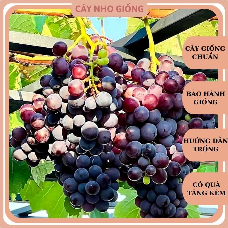 Cây Nho Giống Kẹo Đen 126 Leo Giàn Ninh Thuận