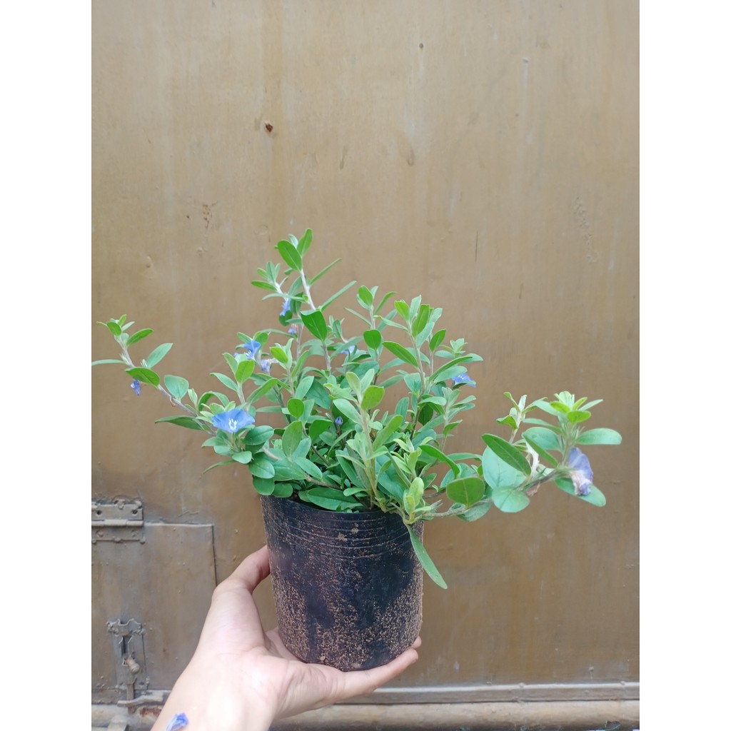 Cây hoa thanh tú trồng bụi