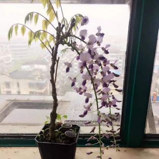 Tử đằng thân gỗ