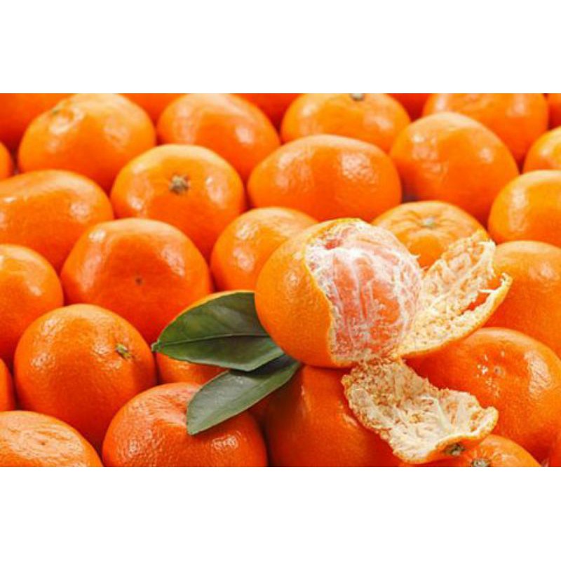 Quít  Thái  giống mới.