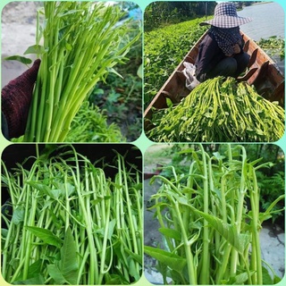 Hạt giống rau muống siêu ngọn Thái Lan 10gr, rau muống chum, rau muống nước