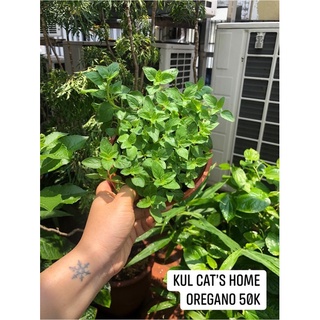 Nội thành HN - Cây oregano tươi lấy lá làm pizza