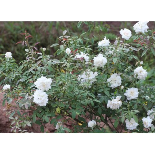 Combo 2 hoa hồng Bạch Ho